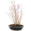 Acer palmatum, 33 cm, ± 6 anni