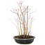 Acer palmatum, 33 cm, ± 6 anni