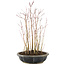 Acer palmatum, 33 cm, ± 6 anni