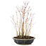 Acer palmatum, 33 cm, ± 6 anni