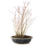 Acer palmatum, 33 cm, ± 6 anni