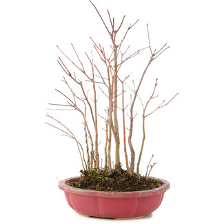 Acer palmatum, 32 cm, ± 6 jaar oud
