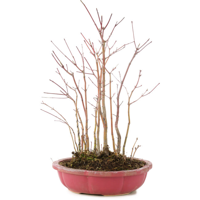 Acer palmatum, 32 cm, ± 6 Jahre alt