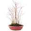 Acer palmatum, 32 cm, ± 6 anni