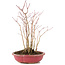 Acer palmatum, 32 cm, ± 6 anni