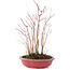 Acer palmatum, 32 cm, ± 6 anni