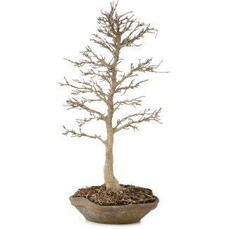  Other Japanese bonsai pot makers Acer buergerianum, 42 cm, ± 15 años