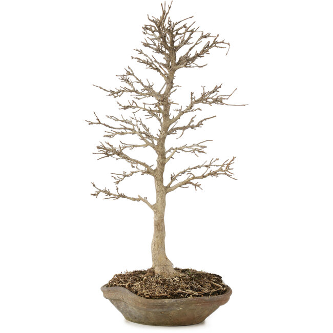 Acer buergerianum, 42 cm, ± 15 anni, in vaso giapponese fatto a mano