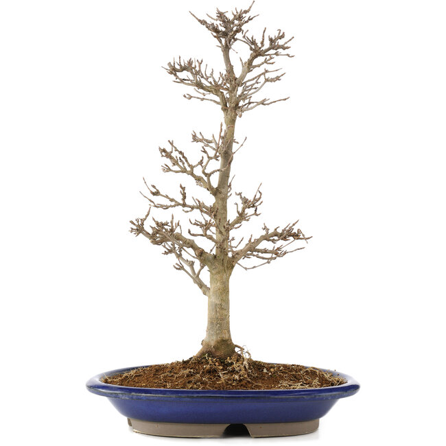 Acer buergerianum, 33 cm, ± 15 años