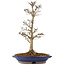 Acer buergerianum, 33 cm, ± 15 años