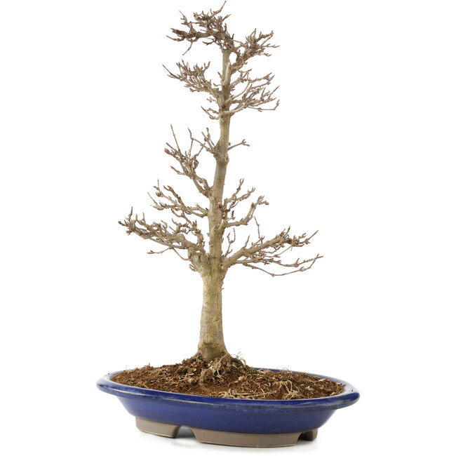 Acer buergerianum, 33 cm, ± 15 ans