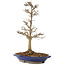 Acer buergerianum, 33 cm, ± 15 años