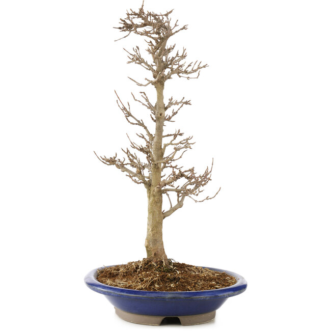 Acer buergerianum, 33 cm, ± 15 ans