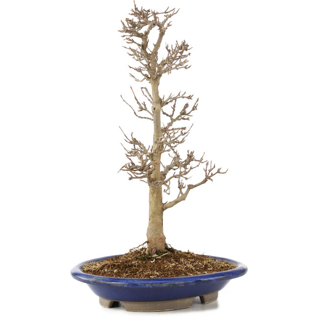 Acer buergerianum, 33 cm, ± 15 ans