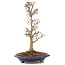 Acer buergerianum, 33 cm, ± 15 años