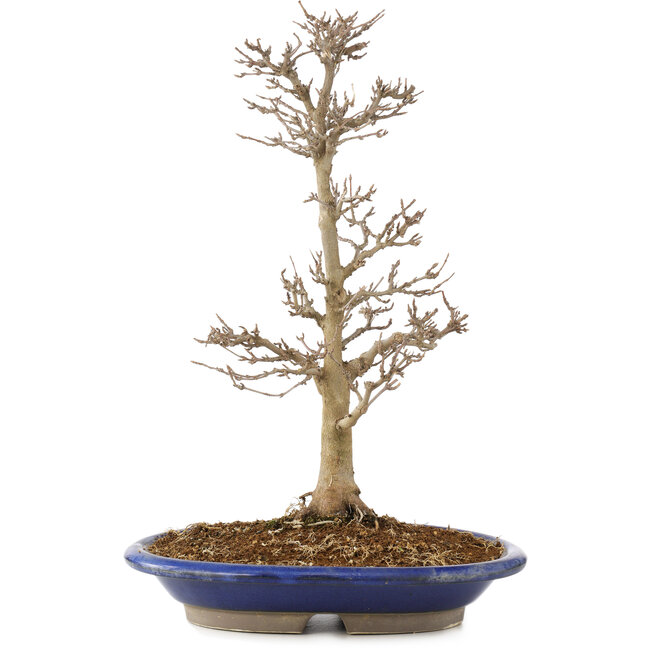 Acer buergerianum, 33 cm, ± 15 ans