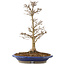 Acer buergerianum, 33 cm, ± 15 años