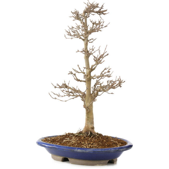 Acer buergerianum, 33 cm, ± 15 ans