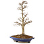 Acer buergerianum, 33 cm, ± 15 años