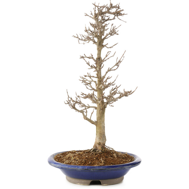 Acer buergerianum, 33 cm, ± 15 Jahre alt