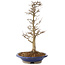 Acer buergerianum, 33 cm, ± 15 años
