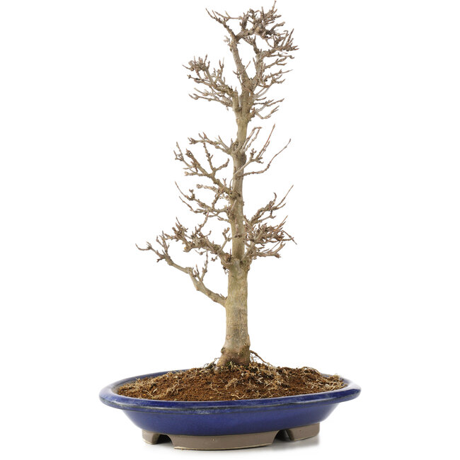 Acer buergerianum, 33 cm, ± 15 ans