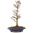 Acer buergerianum, 33 cm, ± 15 años