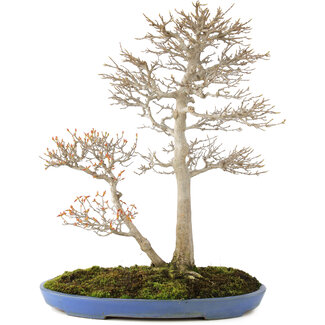 Reiho Acer buergerianum, 55 cm, ± 25 años