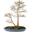 Acer buergerianum, 55 cm, ± 25 años, con un nebari de 10 cm del jardín de Shinji Suzuki en una maceta japonesa hecha a mano por Reiho