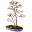 Acer buergerianum, 55 cm, ± 25 anni, con un nebari di 10 cm dal giardino di Shinji Suzuki in un vaso giapponese fatto a mano da Reiho