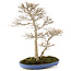 Acer buergerianum, 55 cm, ± 25 anni, con un nebari di 10 cm dal giardino di Shinji Suzuki in un vaso giapponese fatto a mano da Reiho