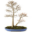 Acer buergerianum, 55 cm, ± 25 años, con un nebari de 10 cm del jardín de Shinji Suzuki en una maceta japonesa hecha a mano por Reiho