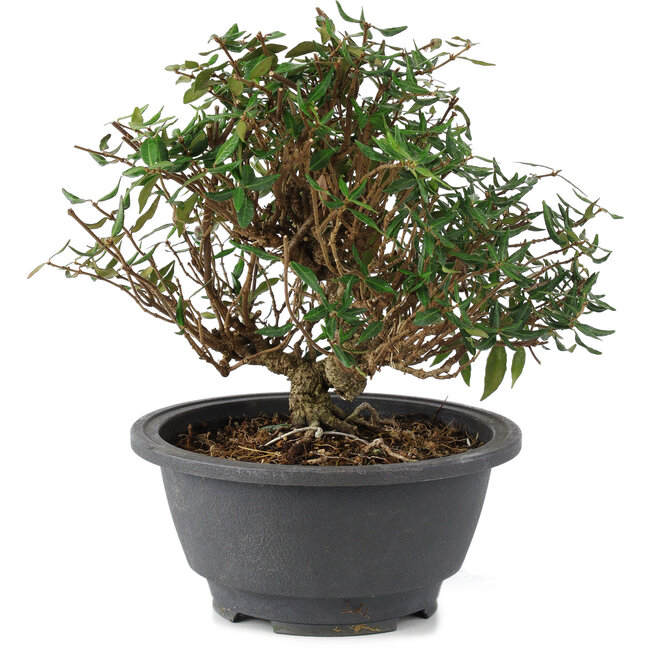 Trachelospermum asiaticum, 18 cm, ± 15 jaar oud