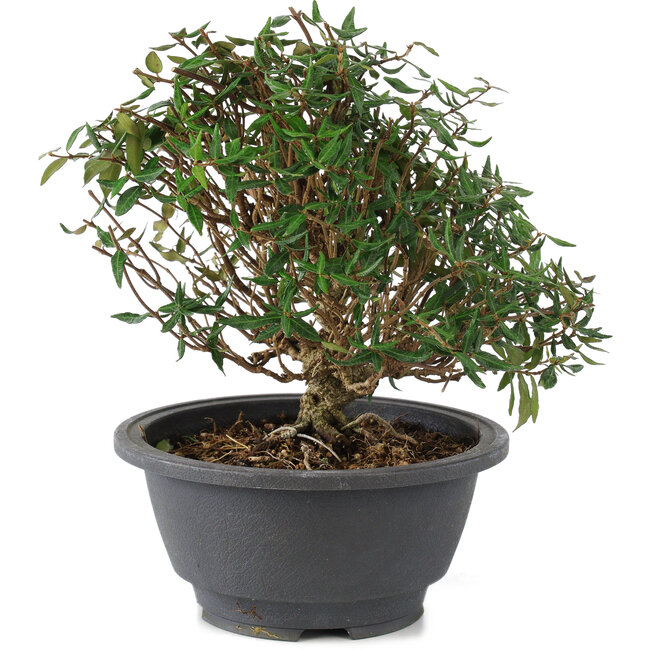 Trachelospermum asiaticum, 18 cm, ± 15 Jahre alt