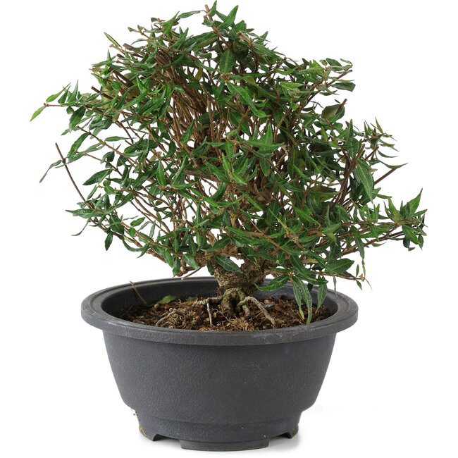 Trachelospermum asiaticum, 18 cm, ± 15 jaar oud