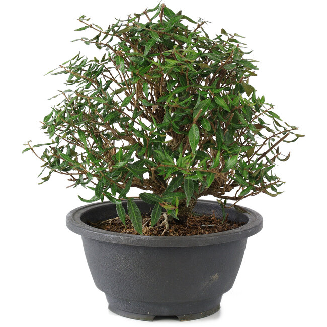 Trachelospermum asiaticum, 18 cm, ± 15 Jahre alt