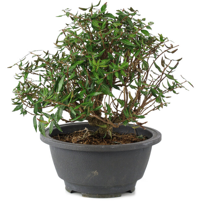 Trachelospermum asiaticum, 18 cm, ± 15 años