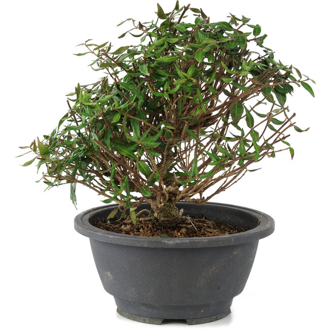 Trachelospermum asiaticum, 18 cm, ± 15 años