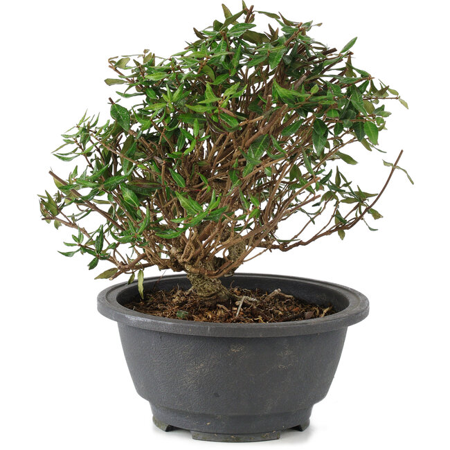 Trachelospermum asiaticum, 18 cm, ± 15 years old