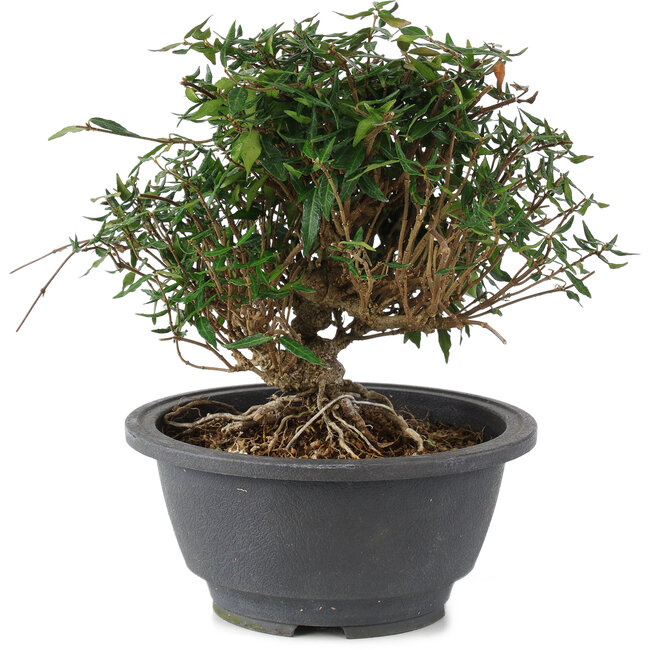 Trachelospermum asiaticum, 18 cm, ± 15 anni