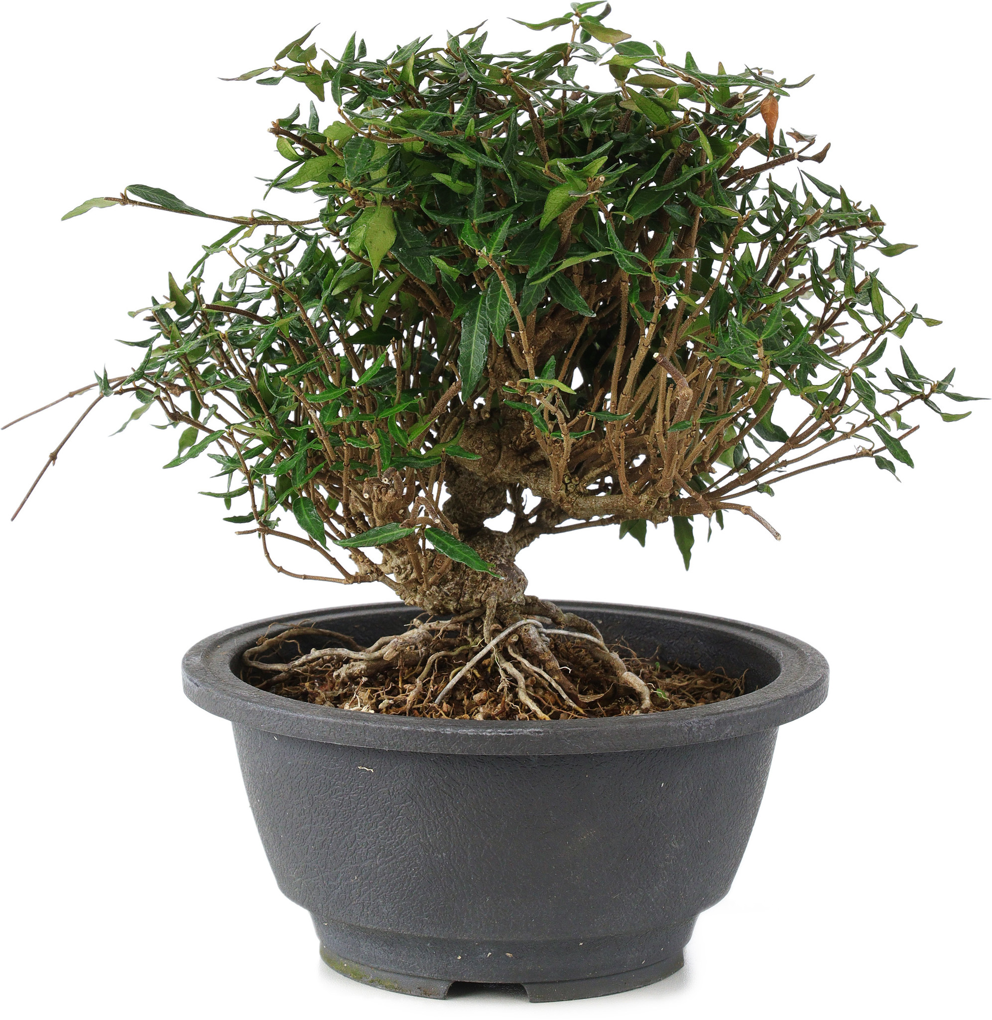 Trachelospermum asiaticum, 18 cm,  15 years old - Bonsai Plaza