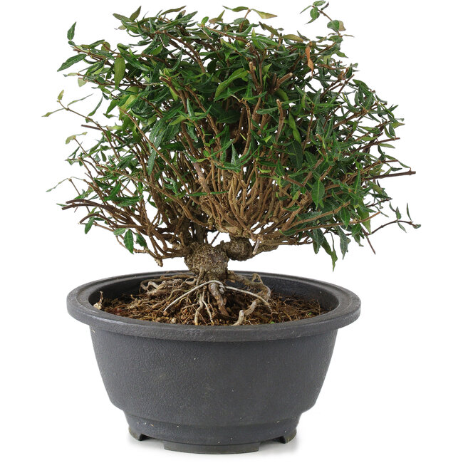 Trachelospermum asiaticum, 18 cm, ± 15 anni