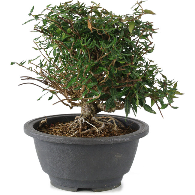 Trachelospermum asiaticum, 18 cm, ± 15 jaar oud