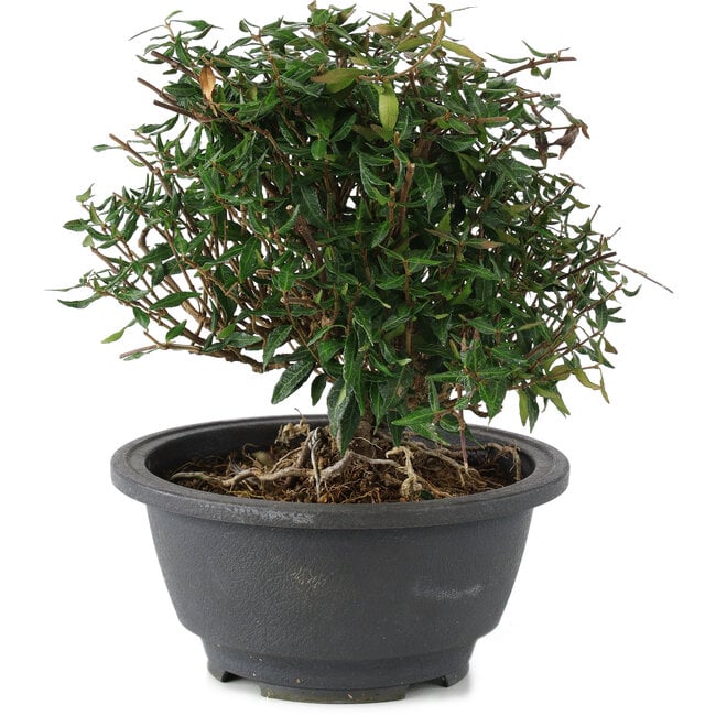 Trachelospermum asiaticum, 18 cm, ± 15 years old