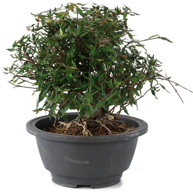 Trachelospermum asiaticum, 18 cm, ± 15 anni