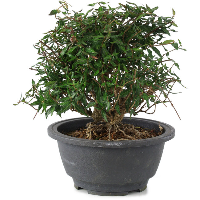 Trachelospermum asiaticum, 18 cm, ± 15 years old