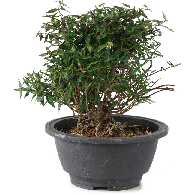 Trachelospermum asiaticum, 18 cm, ± 15 ans