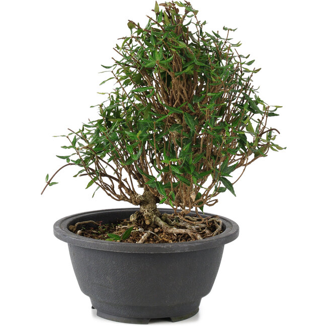 Trachelospermum asiaticum, 18 cm, ± 15 ans