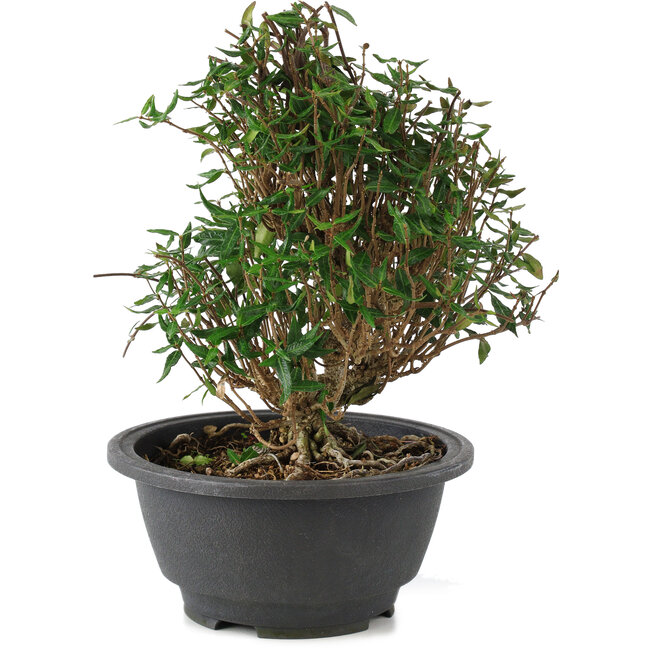 Trachelospermum asiaticum, 18 cm, ± 15 ans