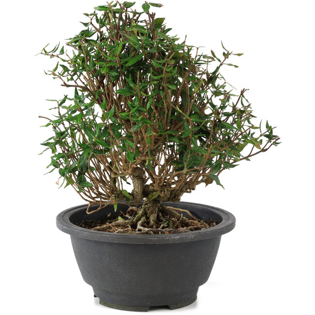 Trachelospermum asiaticum, 18 cm, ± 15 ans